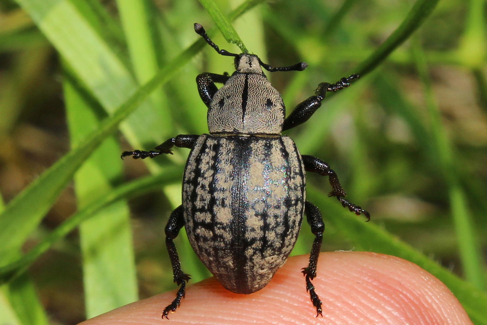 Curculionidae ?? da determinare - Anisorhynchus barbatus